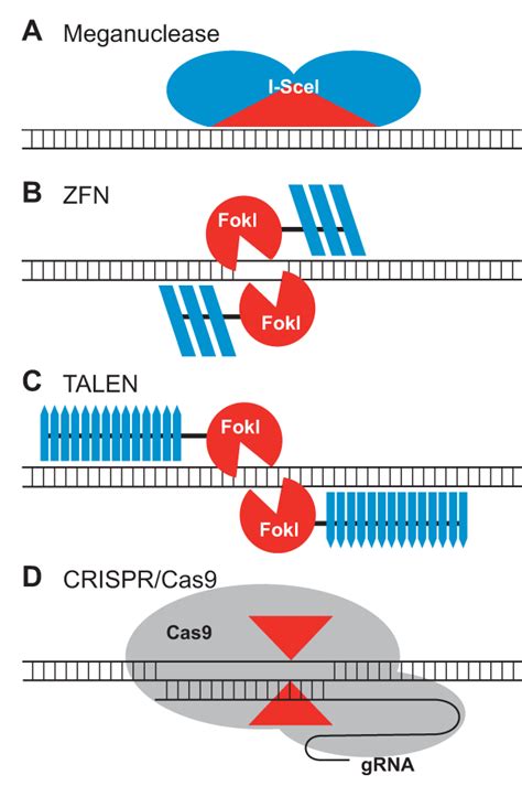 Schematics Of The Four Classes Of Sequence Specific Nucleases A The