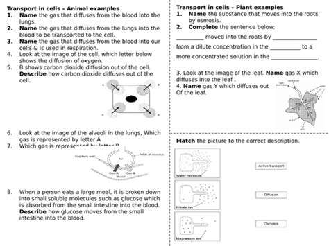 Cell Transport Worksheet Teaching Resources