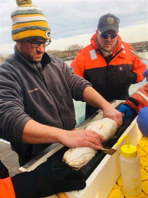 The mystery of the weird Lake Erie burbot, the fish you’ve never caught