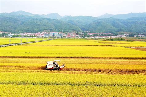 抢抓农时 颗粒归仓焦点图片荆楚乡村振兴网