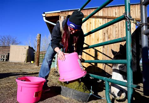 Horse Protection League Weathers Inflation As The Number Of Horses In