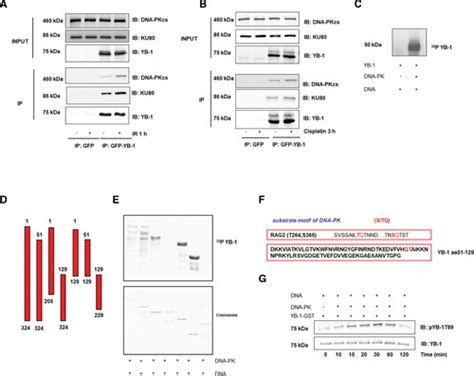 Dna Dependent Protein Kinase Mediates Yb Y Box Binding Protein