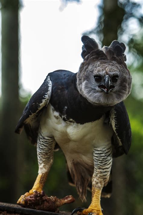 Fileharpy Eagle Clutching Captured Bird Itirapina Reserve