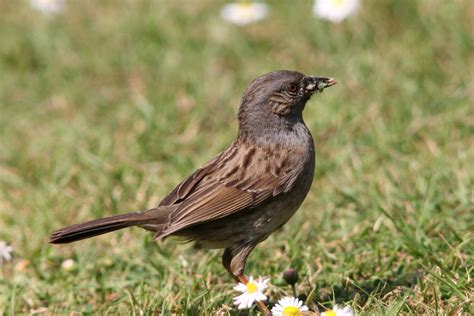 Dunnock