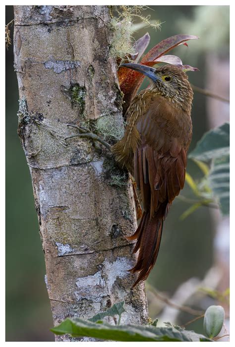 Strong Billed Woodcreeper Napo Province Ecuador Joseph Beck Flickr