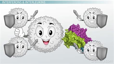 Cytokines Overview, Function & Types - Lesson | Study.com