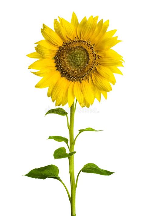 6,500+ Sunflower Free Stock Photos - StockFreeImages