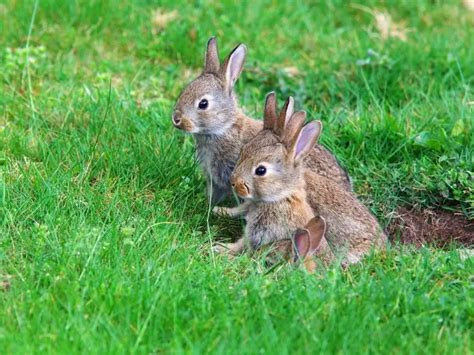 Where Do Rabbits Live Rabbit Facts Rabbit Insider