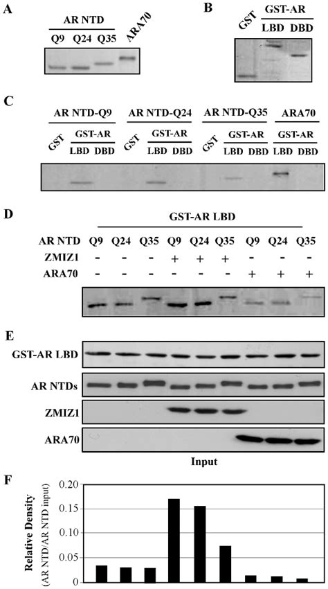 A Equal Amounts Of In Vitro Translated 35s Methionine Labeled Ntd