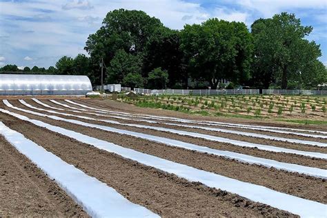 Outdoor Soil Basics for Cannabis Growing - Redfern Hemp