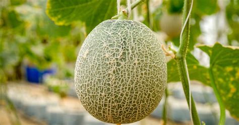 Great Companion Plants For Melons Herbvity