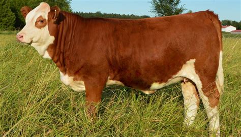 Fleckvieh Cattle Breed – Everything You Need to Know