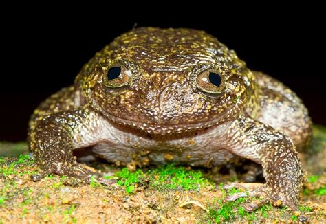 Pictures Meowing Night Frog Other New Species Found