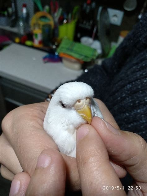 Periquitos Australianos Mi Periquito Es Albino O Albina Colores