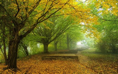 Fondos De Pantalla Luz De Sol Rboles Paisaje Bosque Oto O Hojas