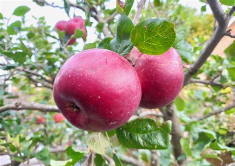 Appelboom En Perenboom Naast Elkaar Zo Pak Je Dat Aan Fruitbomen