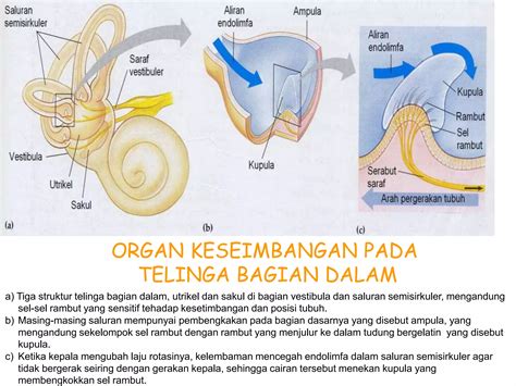 Sistem Indra Pada Manusia Ppt