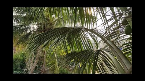 Arecaceae Family - YouTube