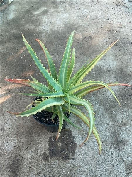 Aloe Arborescens Variegated 15cm Cnd Nursery