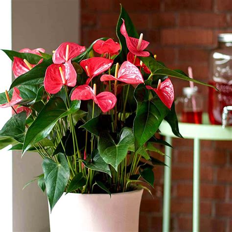 Anthurium różowe Karma Pink Roslinydomowe pl