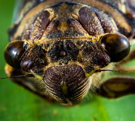 Close Macro Of An Insect Head Image Free Stock Photo Public Domain