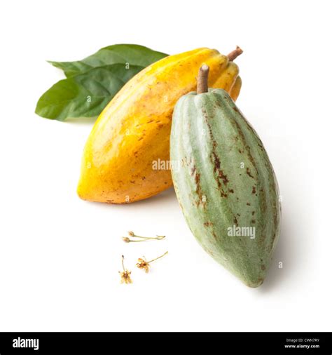 Cocoa Theobroma Cacao Leaf Fotografías E Imágenes De Alta Resolución Alamy