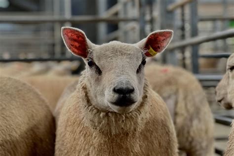 Hexham and Northern Marts - Livestock Auctioneers Serving the North of ...