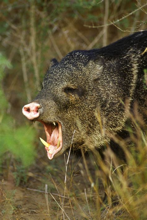 Baxter The Javelina Hunter Javelina Studying