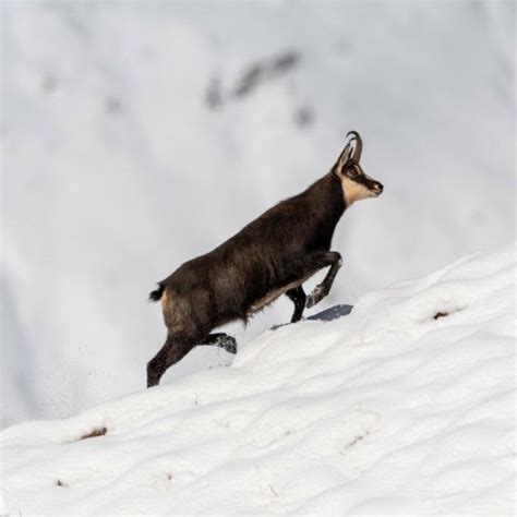 Cosa Vedere Sulle Dolomiti Incontri Con La Fauna Locale Wildhood