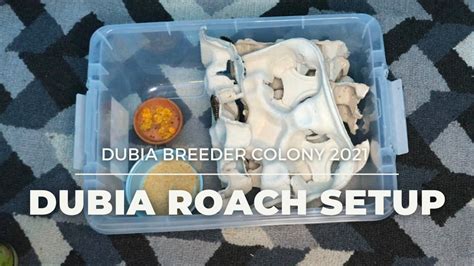 Dubia Roach Breeder Setup 2021 How To Set Up A Dubia Roach Breeding