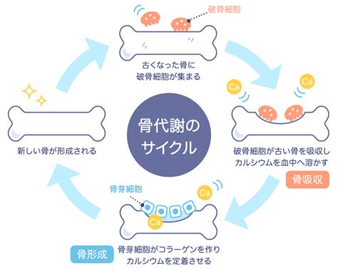 骨粗鬆症｜三田線「蓮根駅」近くでリハビリのことなら－西台村瀬整形外科クリニック