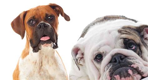 American Bulldog Boxer Mix Puppies - 4K Wallpapers Review