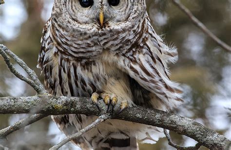 Barred Owl | Scott Martin Photography