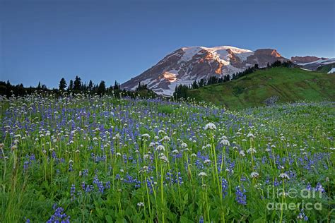 Elysian Fields Photograph by Mike Dawson