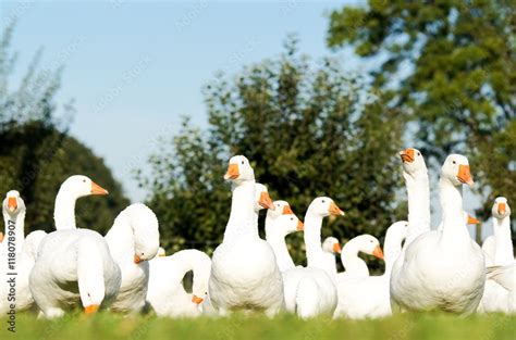 Weiße Gänse im Sonnenschein Stock Foto Adobe Stock