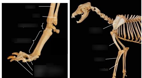 Diagram Of Forelimb Bones Quizlet