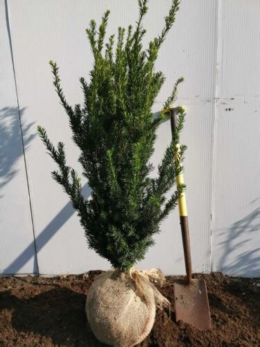 Taxus Media Hillii Venijnboom Cm Incl Aanplanten