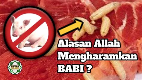 Daging Babi Haram Lalu Untuk Apa Allah Menciptakannya Youtube