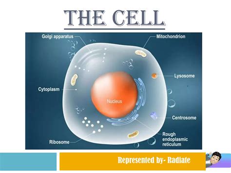 The Cell Ppt