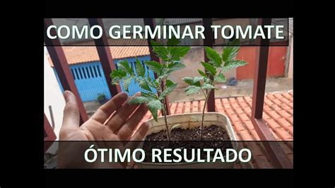 COMO PLANTAR TOMATE DE FORMA MAIS FÁCIL DO MUNDO YouTube