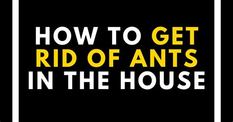 How To Get Rid Of Ants In Your House: 11 Ant Killer Recipes