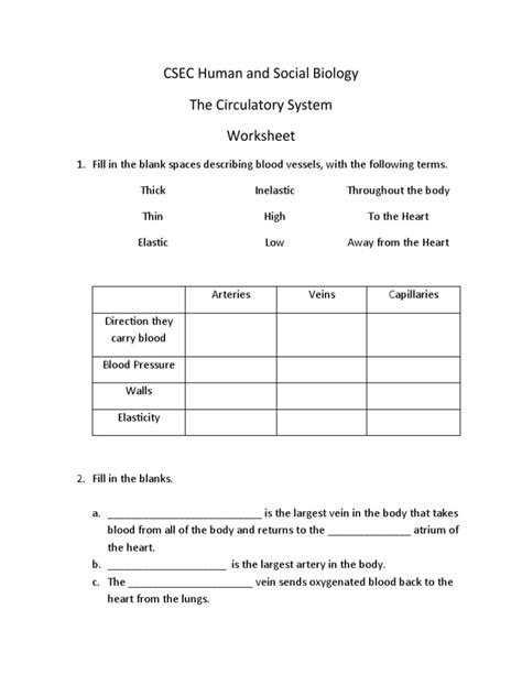 Circulatory System Worksheet | PDF