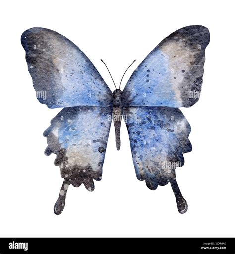 Watercolor Blue Butterfly Insect Summer Illustration Isolated On