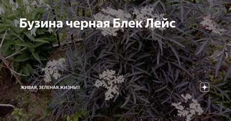 Бузина черная Блек Лейс | Живая, Зеленая Жизнь | Дзен