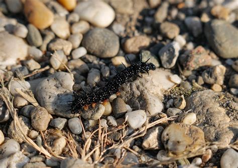 Mourning Cloak Caterpillar · Free Stock Photo