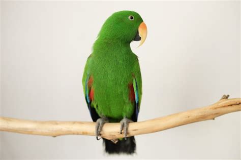 Best Talking Birds For Beginners This Pet That Pet