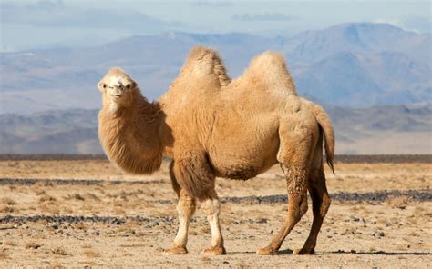 صور جمل مضحكة خلفيات جمل نكت 2025 Funny Camel Wallpapers صقور الإبدآع