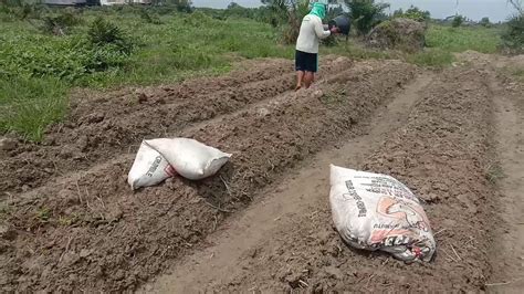 Cara Pemberian Pupuk Kandang Ke Lahan Cabe YouTube