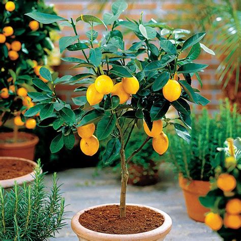 Лимон в домашних условиях - HappyModern.RU | Lemon tree from seed ...