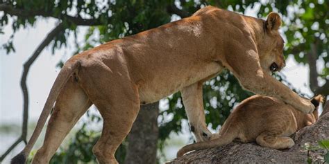 3 Days Watching Tree Climbing Lions In Ishasha Sector Uganda